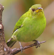 Green Honeycreeper