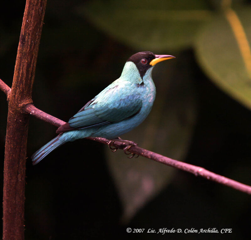 Green Honeycreeper