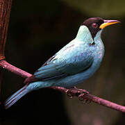 Green Honeycreeper