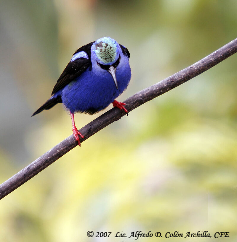 Red-legged Honeycreeper