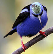 Red-legged Honeycreeper