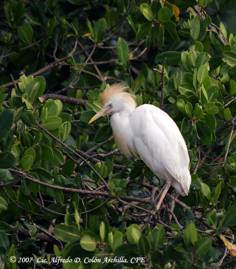 Western Cattle Egret