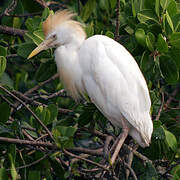 Western Cattle Egret