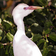 Western Cattle Egret