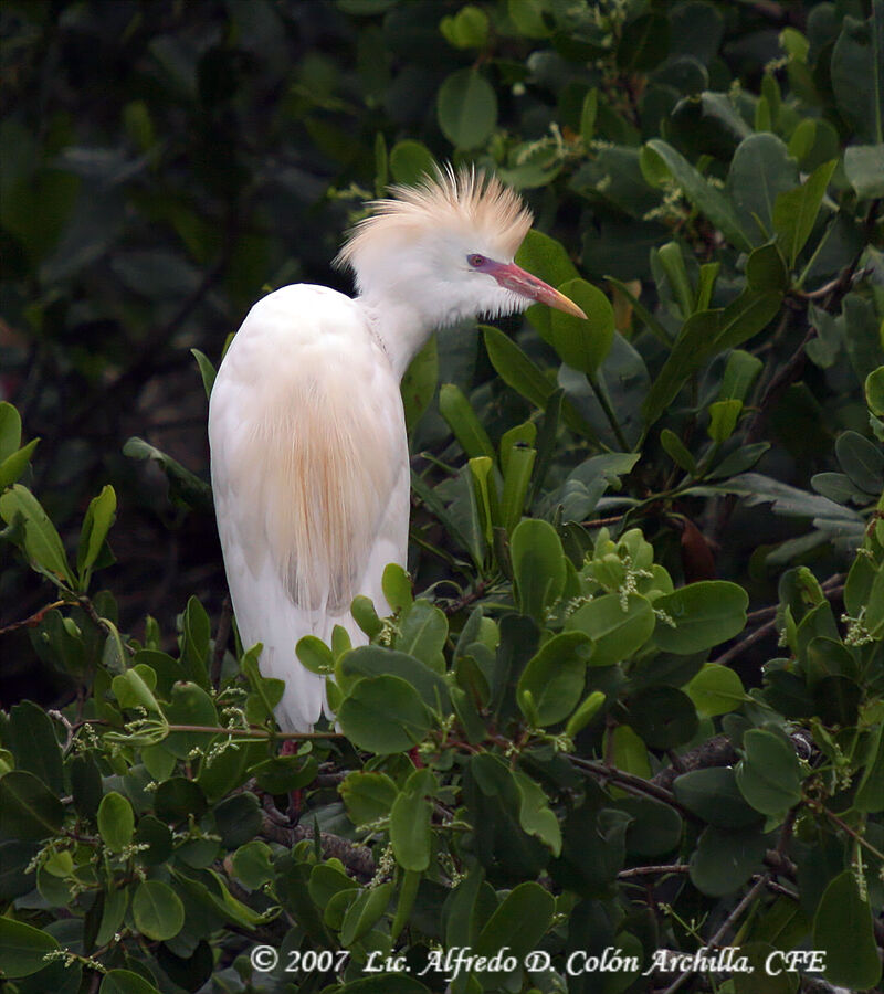 Western Cattle Egret