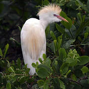 Western Cattle Egret