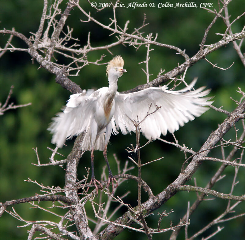 Western Cattle Egret