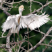 Western Cattle Egret