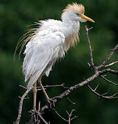 Western Cattle Egret