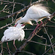 Western Cattle Egret