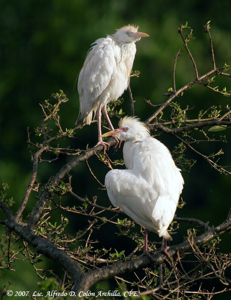 Western Cattle Egret