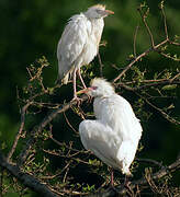 Western Cattle Egret