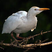 Western Cattle Egret