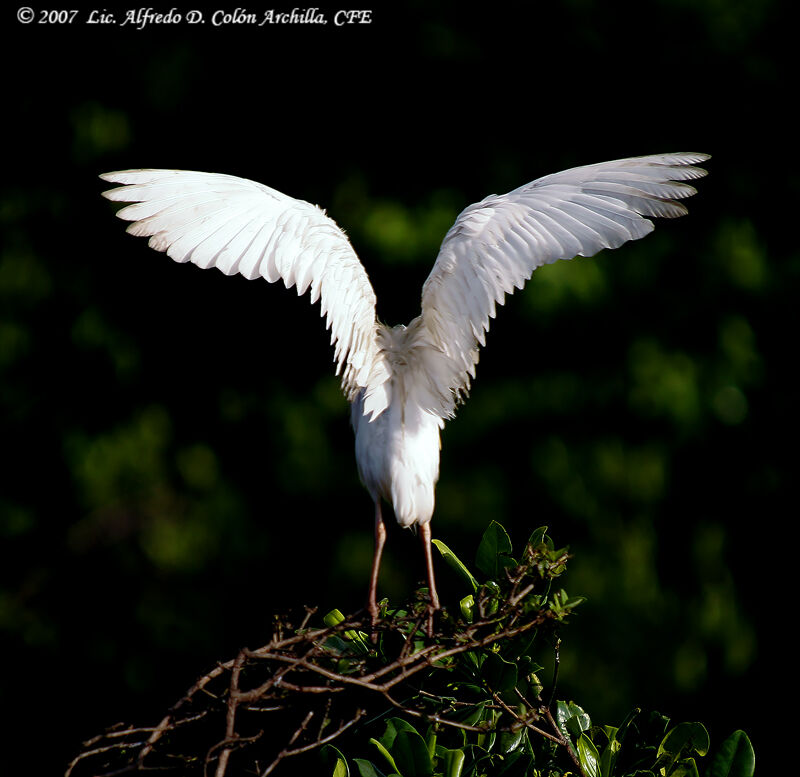 Western Cattle Egret