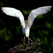 Western Cattle Egret