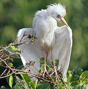 Western Cattle Egret