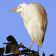 Western Cattle Egret