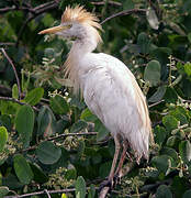 Western Cattle Egret