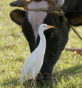 Western Cattle Egret