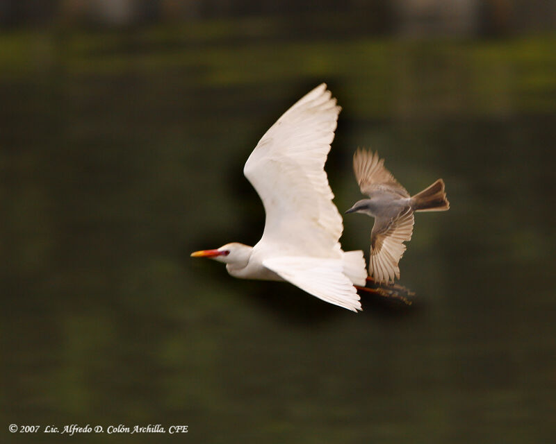 Western Cattle Egret