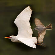 Western Cattle Egret