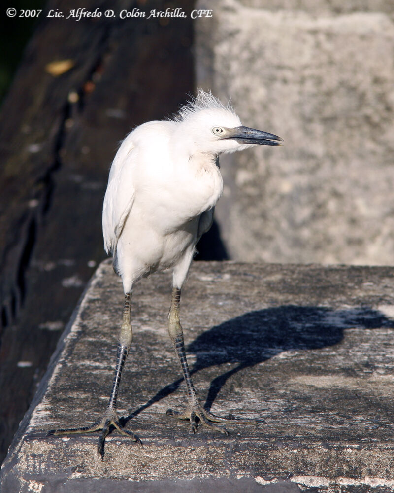 Western Cattle Egret