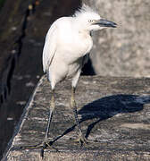 Western Cattle Egret