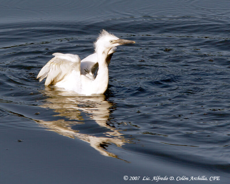 Western Cattle Egret