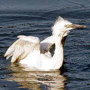 Western Cattle Egret