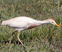 Western Cattle Egret