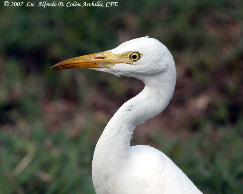 Western Cattle Egret