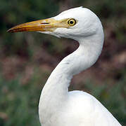 Western Cattle Egret