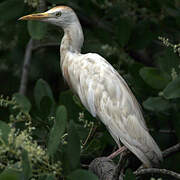 Western Cattle Egret