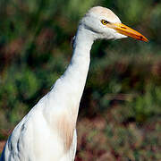 Western Cattle Egret