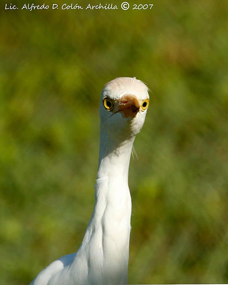 Western Cattle Egret