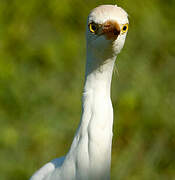 Western Cattle Egret