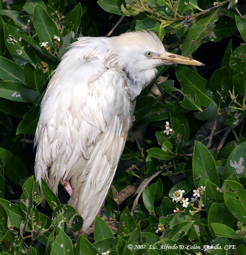 Western Cattle Egret