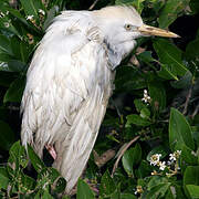 Western Cattle Egret