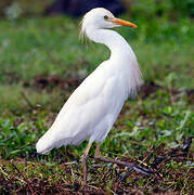 Western Cattle Egret