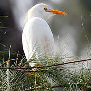 Western Cattle Egret