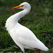 Western Cattle Egret