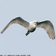 Western Cattle Egret