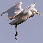 Western Cattle Egret