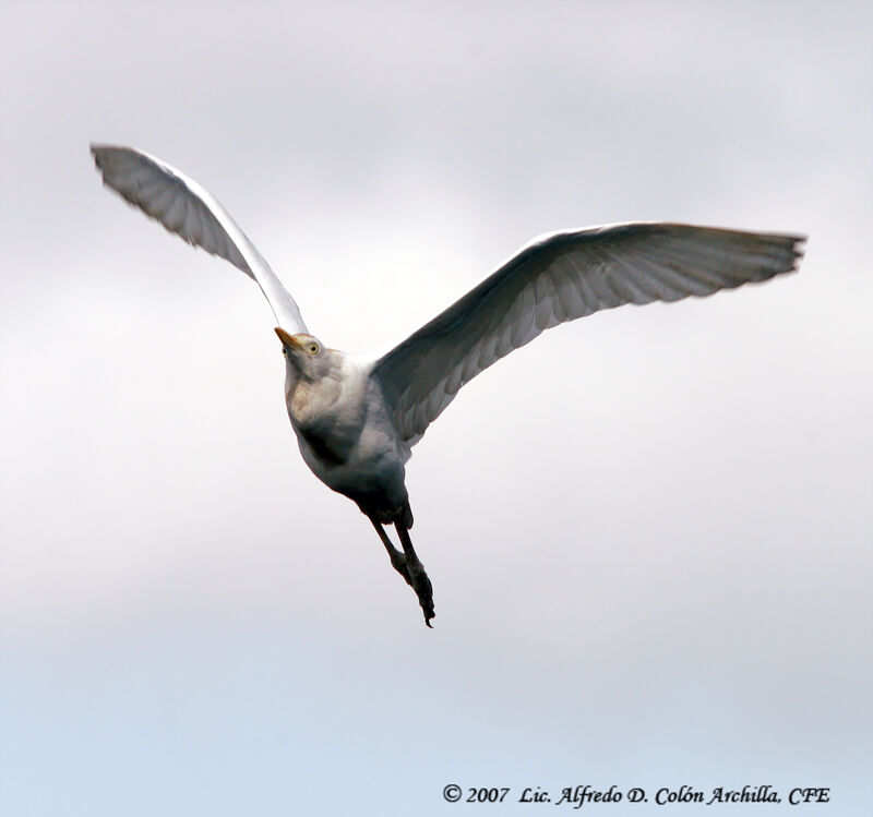 Western Cattle Egret