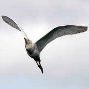 Western Cattle Egret