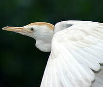 Western Cattle Egret