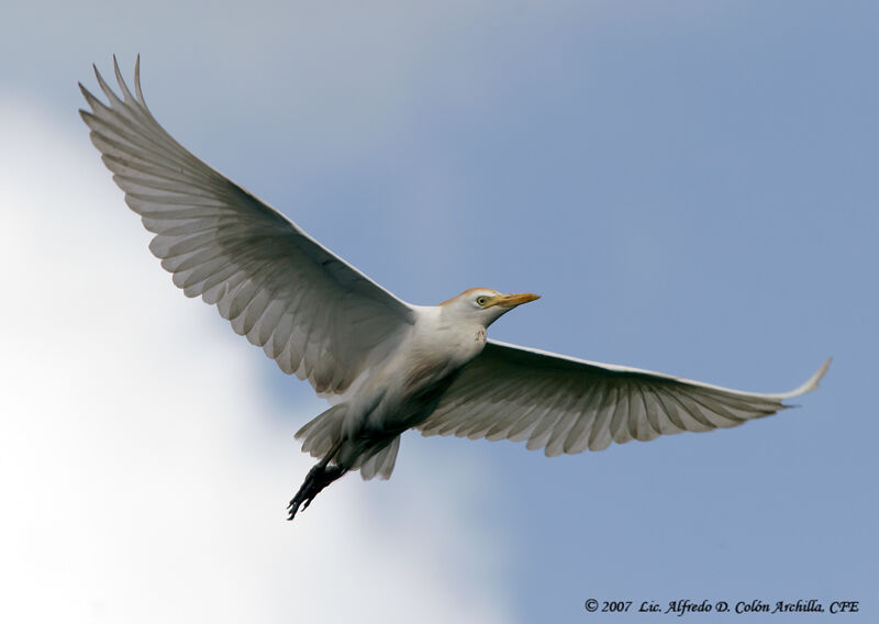 Western Cattle Egret