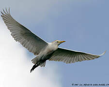 Western Cattle Egret