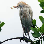 Western Cattle Egret