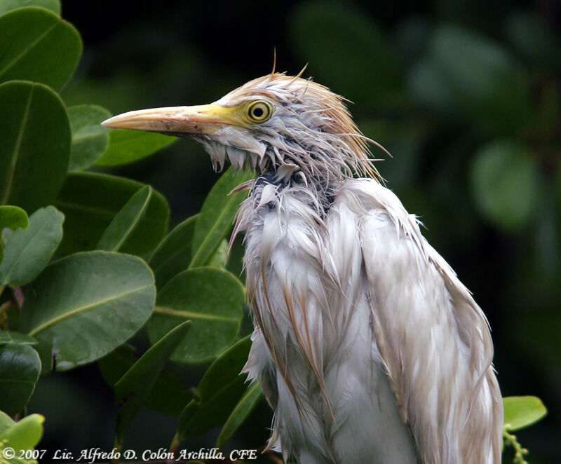 Western Cattle Egret